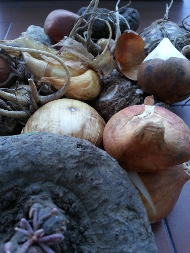 Un giardino così!